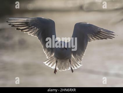 Une tête noire rétro-éclairée en plumage d'hiver . Volant , ailes surtendues ressemblant à un ange , accrochées dans l'air et montrant des détails de plumes . ROYAUME-UNI Banque D'Images