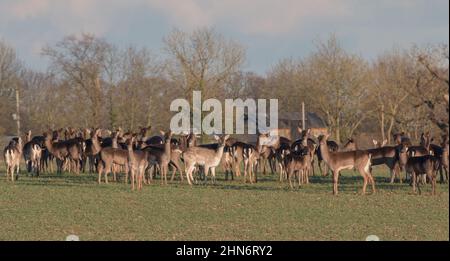 Un troupeau massif de cerfs-jachères se congrugeant sur le blé près des buidings de ferme. Suffok, Royaume-Uni Banque D'Images
