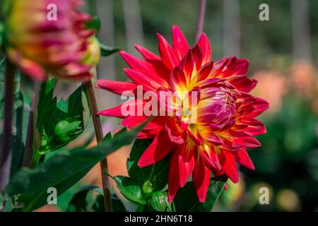 Magnifiques fleurs de dahlia d'été dans un jardin anglais traditionnel Banque D'Images