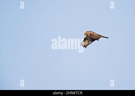 Un bourdonnement commun (Buteo buteo) en vol avec ciel bleu. Banque D'Images