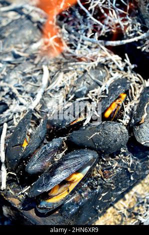 FRANCE. CHARENTE-MARITIME (17). ÎLE D'OLÉRON. L'ECLADE (MOULES CUITES SOUS DES AIGUILLES DE PIN) EST L'UNE DES RECETTES DE L'ÎLE. Banque D'Images