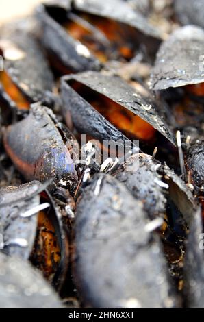 FRANCE. CHARENTE-MARITIME (17). ÎLE D'OLÉRON. L'ECLADE (MOULES CUITES SOUS DES AIGUILLES DE PIN) EST L'UNE DES RECETTES DE L'ÎLE. Banque D'Images