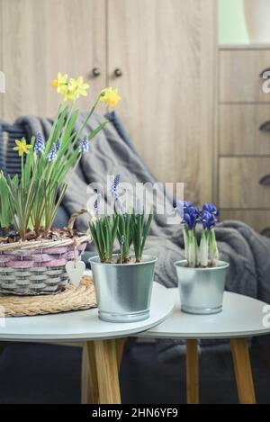 Fleurs de Muscari, Narcisse et mini iris dans un pot sur table à l'intérieur Banque D'Images