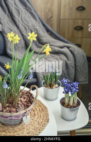 Fleurs de Muscari, Narcisse et mini iris dans un pot sur table à l'intérieur Banque D'Images