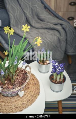 Fleurs de Muscari, Narcisse et mini iris dans un pot sur table à l'intérieur Banque D'Images