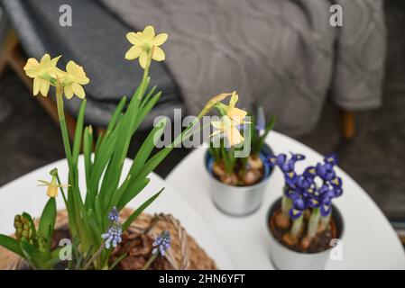 Fleurs de Muscari, Narcisse et mini iris dans un pot sur table à l'intérieur Banque D'Images