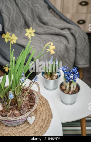 Fleurs de Muscari, Narcisse et mini iris dans un pot sur table à l'intérieur Banque D'Images