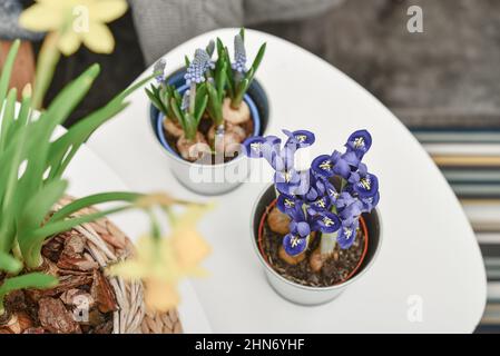 Fleurs de Muscari, Narcisse et mini iris dans un pot sur table à l'intérieur Banque D'Images