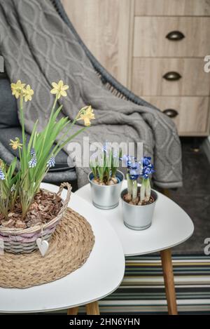 Fleurs de Muscari, Narcisse et mini iris dans un pot sur table à l'intérieur Banque D'Images