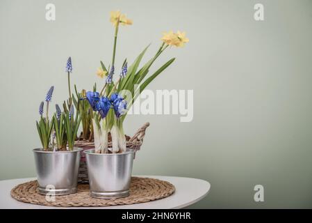 Fleurs de Muscari, Narcisse et mini iris dans un pot sur fond vert Banque D'Images