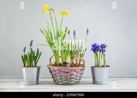Fleurs de Muscari, Narcissus et mini iris dans un pot sur fond bleu Banque D'Images