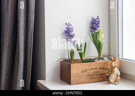 Décoration intérieure pour Pâques.Jacinthes bleues en fleurs et livres dans une boîte de rangement en bois sur un rebord de fenêtre.Lièvre céramique. Banque D'Images