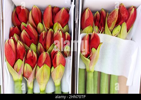 Les bourgeons non ouvert de red lily dans de grandes cases blanches sont disposés avec du papier pour la vente sur le marché. Banque D'Images