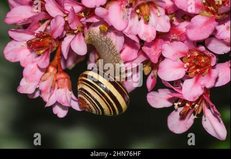 escargot de bosquet sur des fleurs de bergenia Banque D'Images