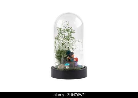 Terrarium en verre. Grand terrarium isolé sur fond blanc. Plantes succulentes dans des vases de florarium en verre, espace de copie. Maison mini jardin concept. Banque D'Images