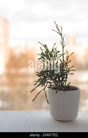 Maison en pot Hatiora salicornioides bouteille cactus succulent dans pot de fleur blanche sur le rebord de la fenêtre Banque D'Images