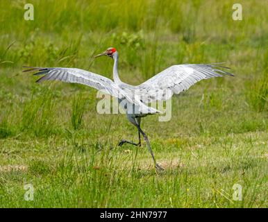 Magnifique oiseau australien, Brolga, Grus rubicunda, compagnon indigène / grue australienne, avec ailes étirées, danse, dans un pâturage vert Banque D'Images