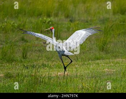 Magnifique oiseau australien, Brolga, Grus rubicunda, compagnon indigène / grue australienne, avec ailes étirées, danse, dans un pâturage vert Banque D'Images