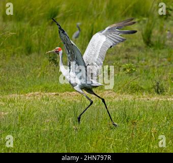 Magnifique oiseau australien, Brolga, Grus rubicunda, compagnon indigène / grue australienne, avec ailes étirées, danse, dans un pâturage vert Banque D'Images