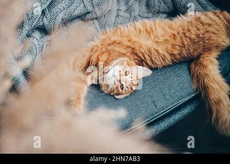 Le joli chat au gingembre est allongé sur un fauteuil à la maison Banque D'Images