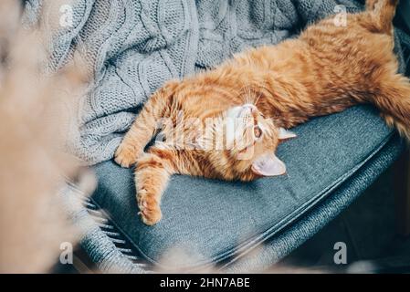 Le joli chat au gingembre est allongé sur un fauteuil à la maison Banque D'Images