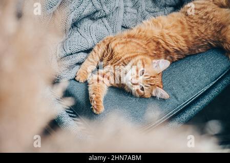 Le joli chat au gingembre est allongé sur un fauteuil à la maison Banque D'Images