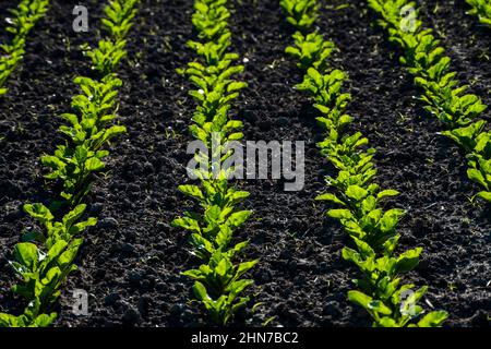 Gros plan des rangs de jeunes plants de betteraves à sucre qui poussent dans le sol récemment cultivé d'une ferme. Champ agricole. Banque D'Images