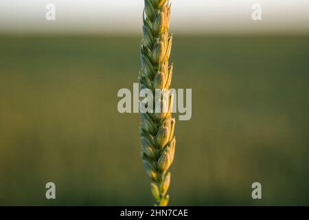 Oreille de blé vert avec un champ agricole et ciel bleu sur fond à la fin de l'été. Banque D'Images