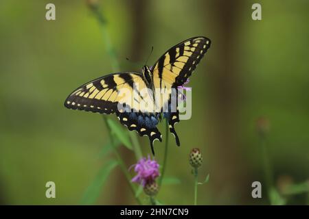 Eastern tiger swallowtail butterfly Banque D'Images