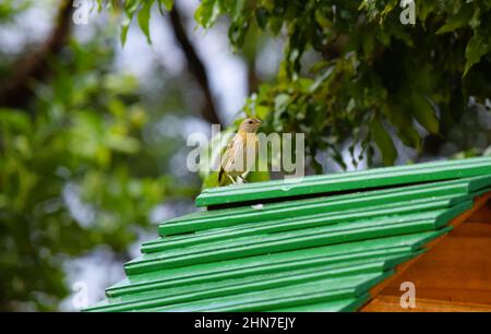 Canarinhos (sicalis flaveola) Banque D'Images