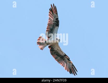 Image rétroéclairée d'un Osprey en vol stationnaire, avec de grandes ailes ouvertes et des plumes de queue bronzées illuminées par le soleil à l'arrière. Banque D'Images