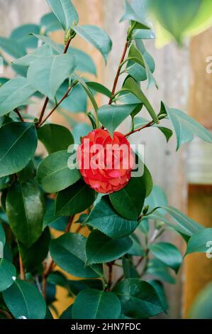 Camellia rouge japonica ou cravate noire camellia plante fleur, floraison, ou floraison dans un jardin en Alabama, Etats-Unis. Banque D'Images