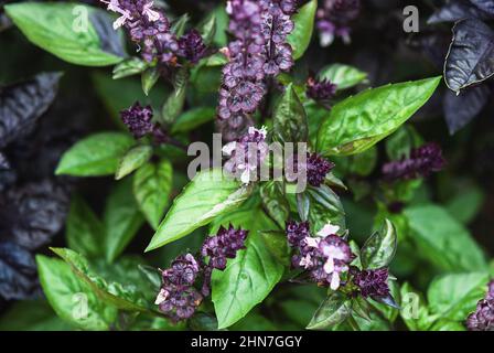 Basilic cannelle et plantes avec feuilles vertes et fleurs violettes poussant dans le jardin d'été Banque D'Images