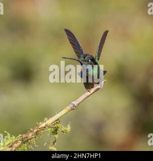 Talamanca Hummingbird (Eugenes spectabilis) , homme Autrefois magnifique Hummingbird (Eugenes fulgens) Banque D'Images