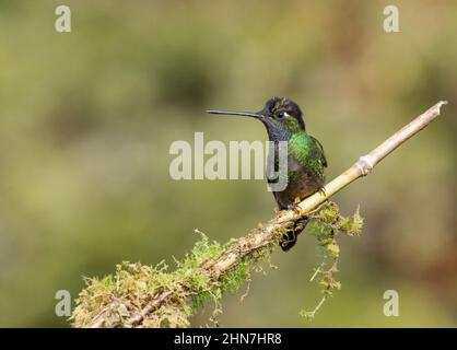 Talamanca Hummingbird (Eugenes spectabilis) , homme Autrefois magnifique Hummingbird (Eugenes fulgens) Banque D'Images