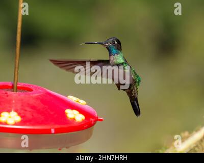 Talamanca Hummingbird (Eugenes spectabilis) , homme Autrefois magnifique Hummingbird (Eugenes fulgens) Banque D'Images