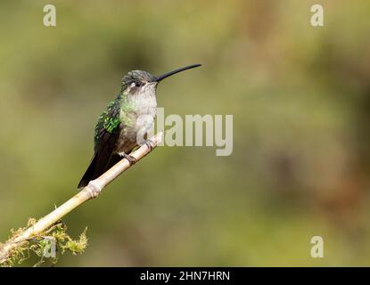 Talamanca Hummingbird (Eugenes spectabilis) , femme anciennement magnifique Hummingbird (Eugenes fulgens) Banque D'Images