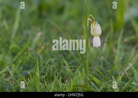narcissus triandrus simple fleur gros plan en croissance non cultivée Banque D'Images