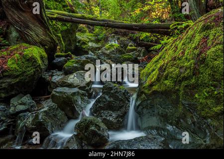 Redwood Creek, parc national de Mount Tamalpais, comté de Marin, Californie Banque D'Images