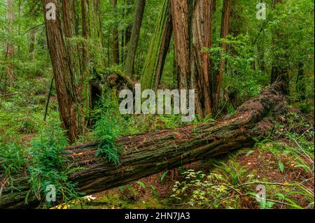 Séquoias, Sequoia sempervirens, Muir Woods National Monument, le comté de Marin, en Californie Banque D'Images