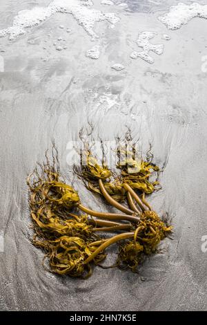 Varech s'est lavé sur une plage de sable, sur la côte olympique de Washington, aux États-Unis. Banque D'Images