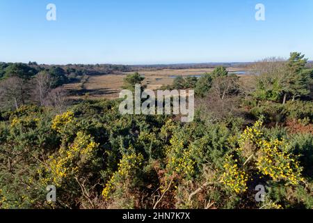 Heather, Gorse commune (Ulex europaeus), pin sylvestre (Pinus sylvestris) et bouleau argenté (Betula pendula) et marais salants à RSPB Arne, Dorset, Royaume-Uni. Banque D'Images