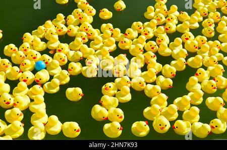 Beaucoup de canards en caoutchouc jaune vif flottant dans la piscine Banque D'Images