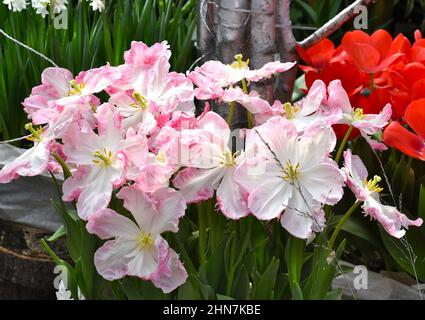 Gros plan sur les tulipes soufflées de rose Vision ou de perroquet argenté Banque D'Images