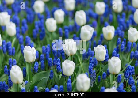 Tulipes blanches et jacinthes de raisin bleu (muscari armeniacum) dans un parc. Mise au point sélective. Banque D'Images