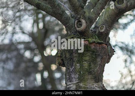 Arbre avec un visage drôle. Concept météo du début du printemps. Banque D'Images