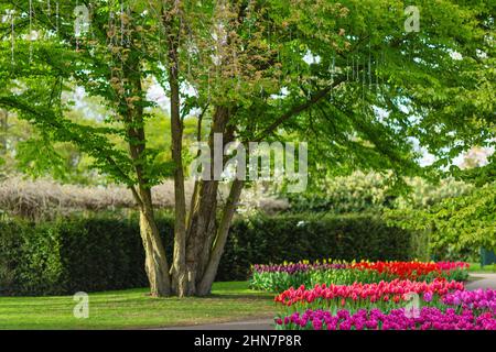 LISSE, PAYS-BAS - 22 avril 2017 : arbre avec anneaux d'engagement accrochés sur des rubans entourés de tulipes dans le parc floral royal de Keukenhof pendant le printemps. Mise au point sélective. Concept de ressort. Banque D'Images