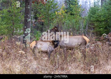 Elk de Clam Lake le matin de novembre. Banque D'Images