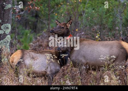 Elk de Clam Lake le matin de novembre. Banque D'Images