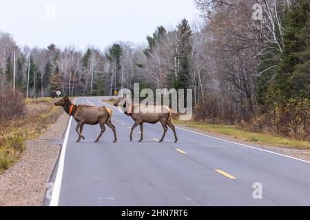 Deux wapitis femelles traversent la route à Clam Lake, Wisconsin. Banque D'Images